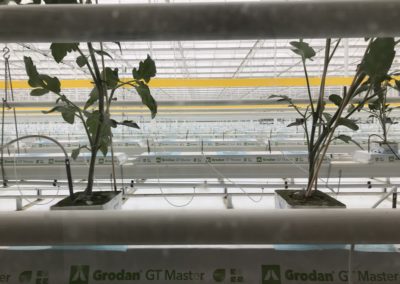 serres horticoles à tomates l Keteland Architecteurs