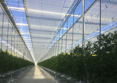 serres horticoles à tomates l Keteland Architecteurs