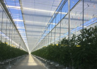 serres horticoles à tomates l Keteland Architecteurs