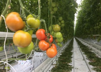 serres horticoles à tomates l Keteland Architecteurs